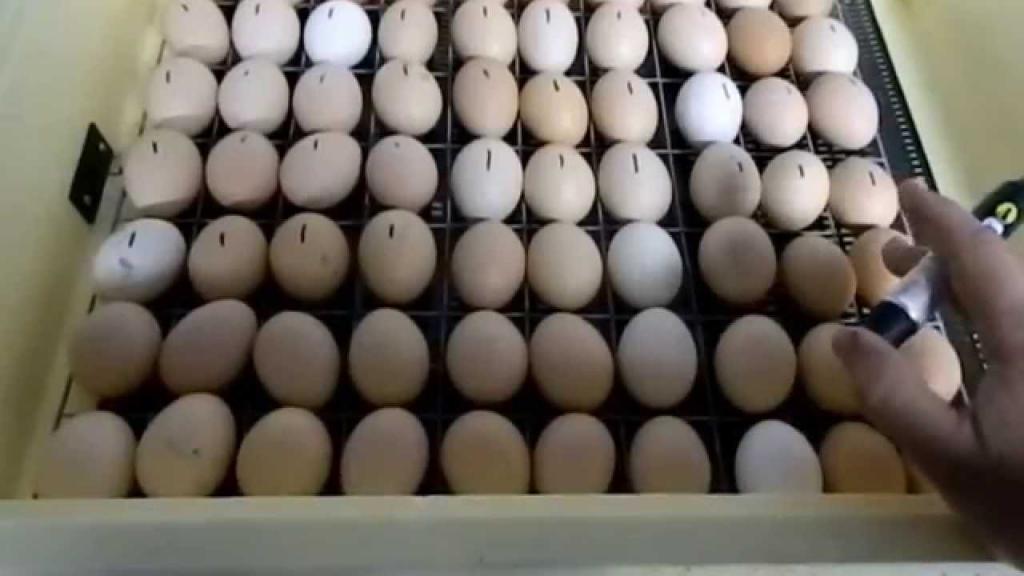 Priprava jajc za polaganje