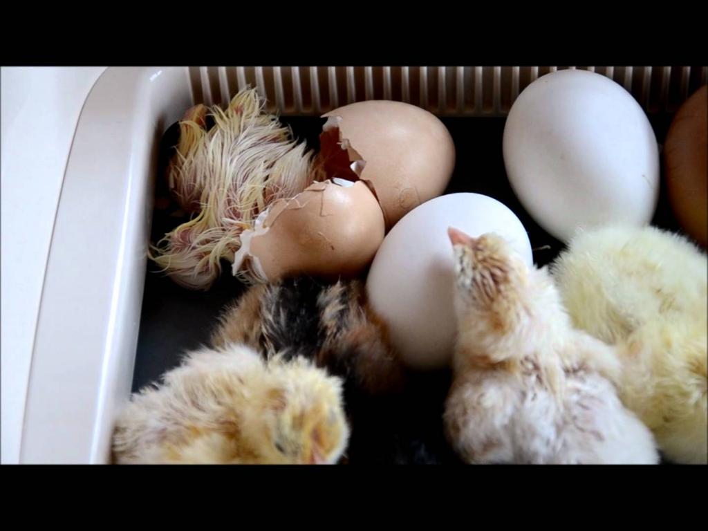 Novorozené kuřata