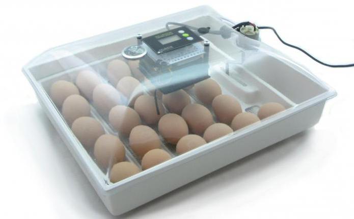 uovo incubatore