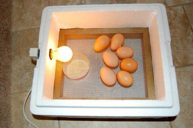 incubatrice automatica di uova