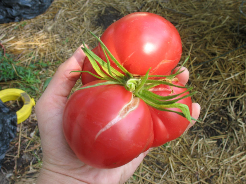 nieokreślone pomidory w szklarni