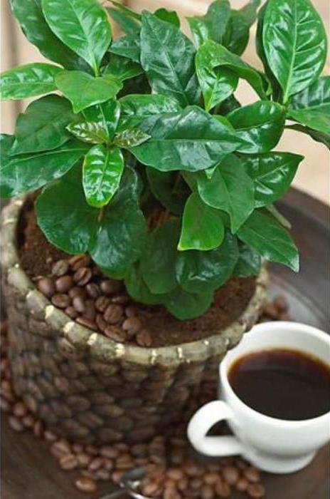 rastlina kave