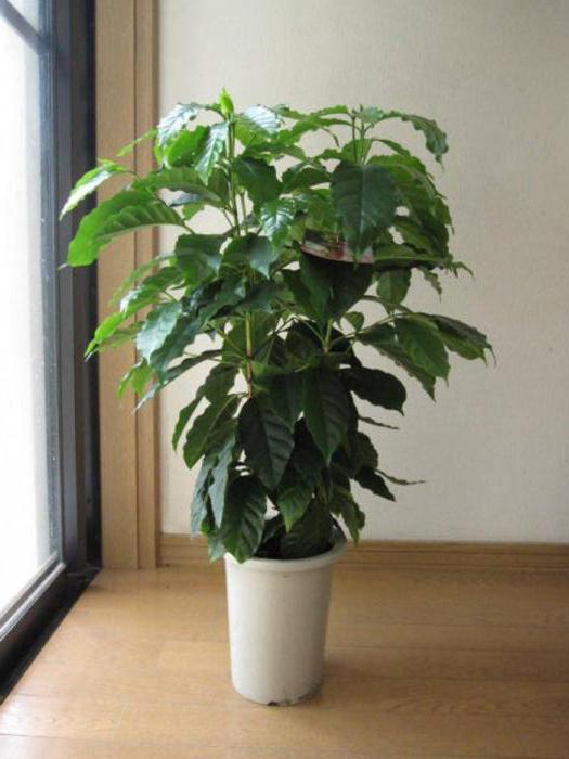 arabica kava houseplant skrb