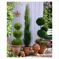 cypress houseplant
