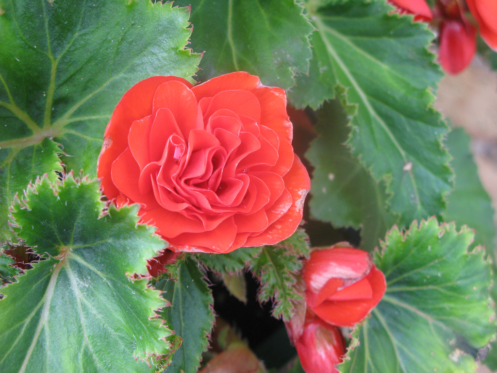 Home begonia