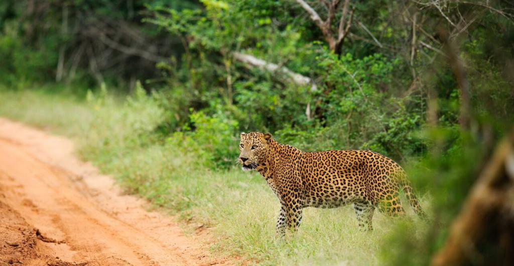 Природен резерват Шри Ланка