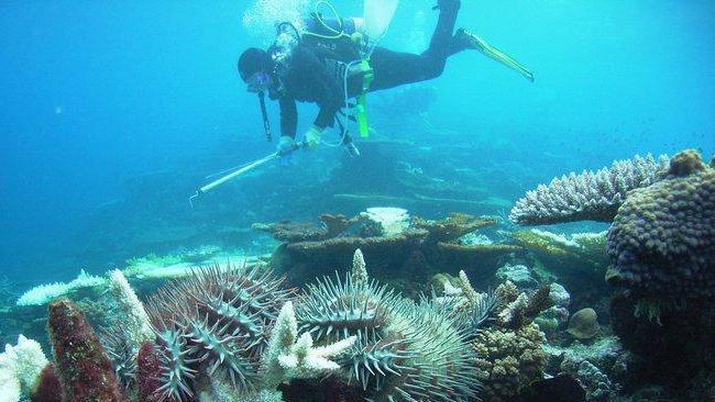 pomóc dużej rafie koralowej