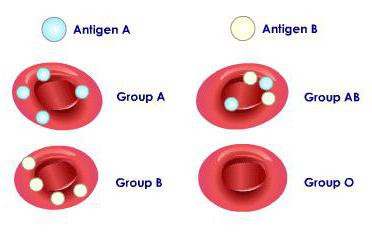 nasljeđivanje ljudske krvne grupe