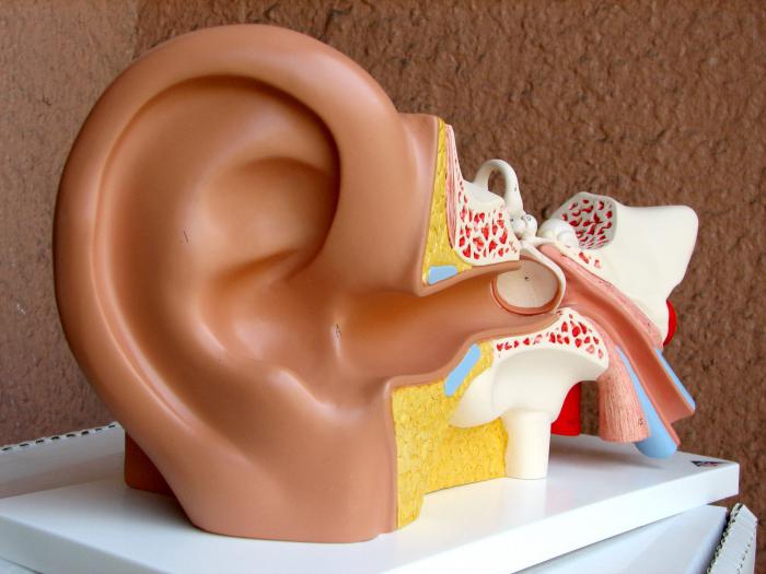 Struktura vnitřního ucha
