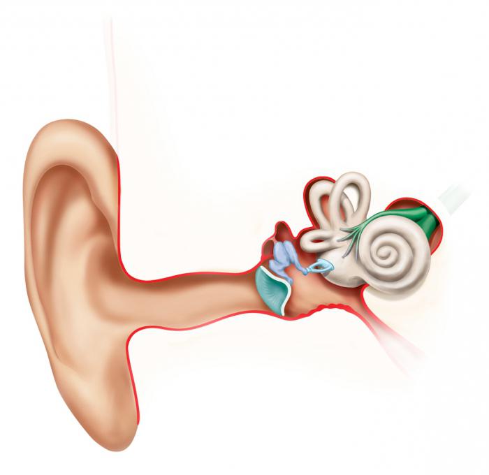Orgány vnitřního ucha