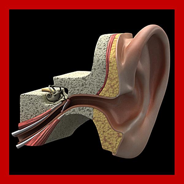 Střední a vnitřní ucho