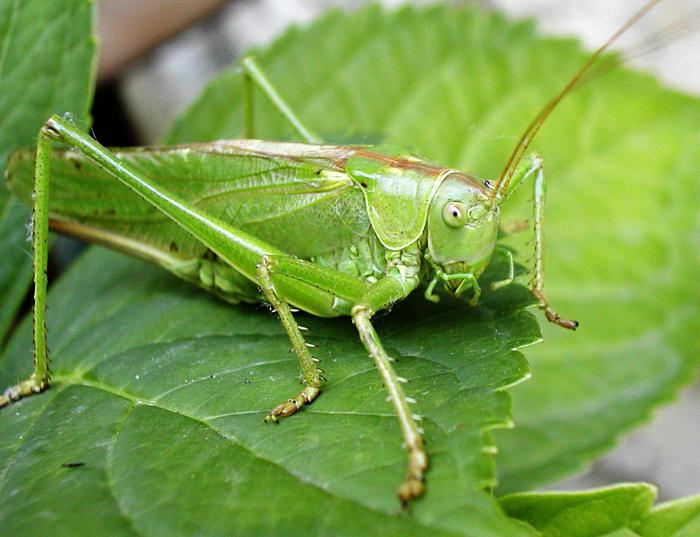 kobylky v přírodě