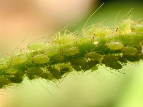 insetti parassiti di piante
