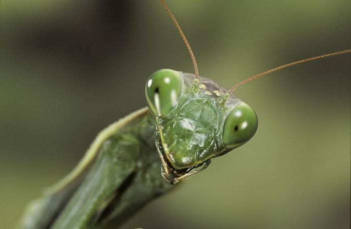 mantis insekt