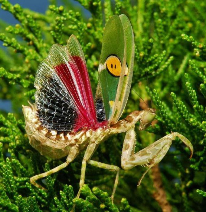 mantis mužský