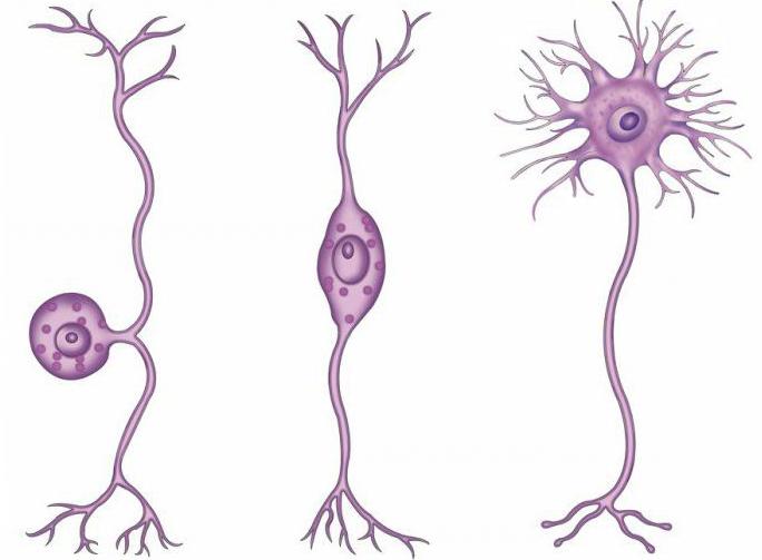 интерцалатед неурон