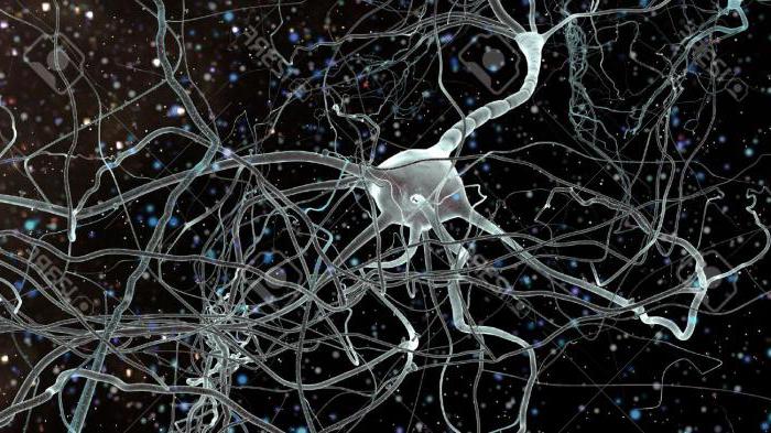 в интеркалярните неврони на човешката нервна система