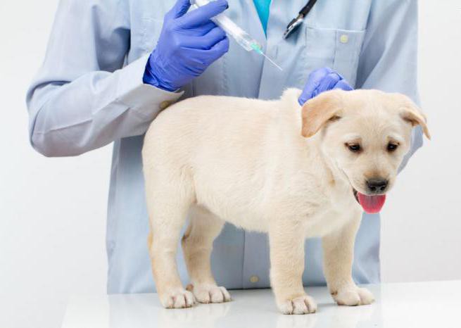 vaccinazioni per cani