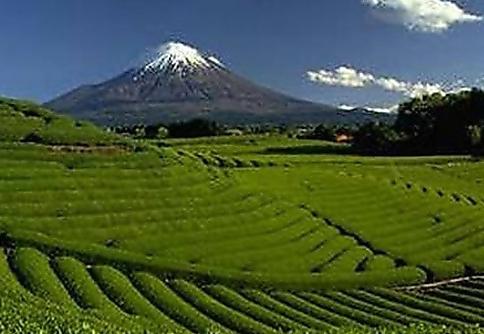Япония Земеделие
