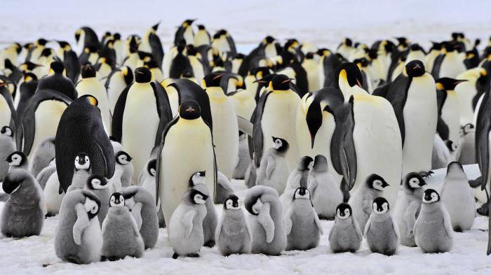 fatti interessanti sui pinguini