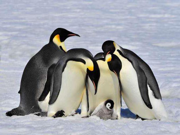 dove vivono i pinguini