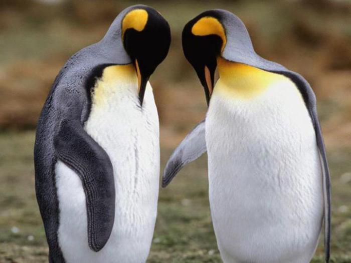 quante specie di pinguini
