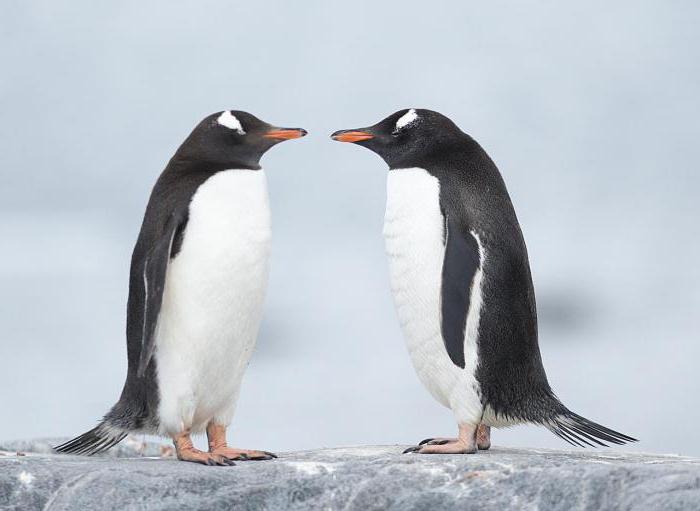 cosa mangiano i pinguini oltre al pesce