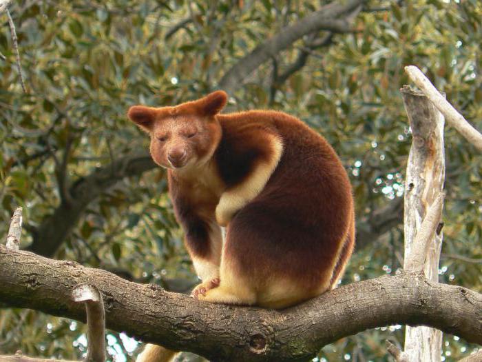 siedlisko kangura drzewa