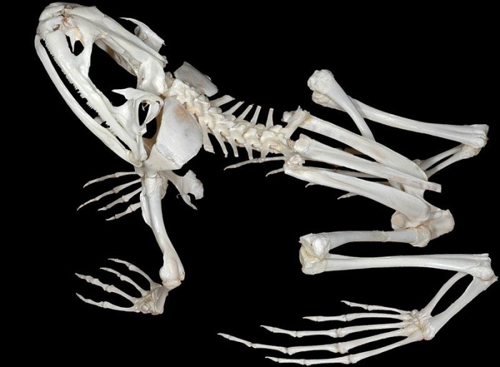 Скелет от жаби