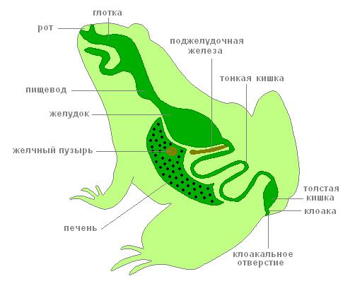 Žába trávicí systém