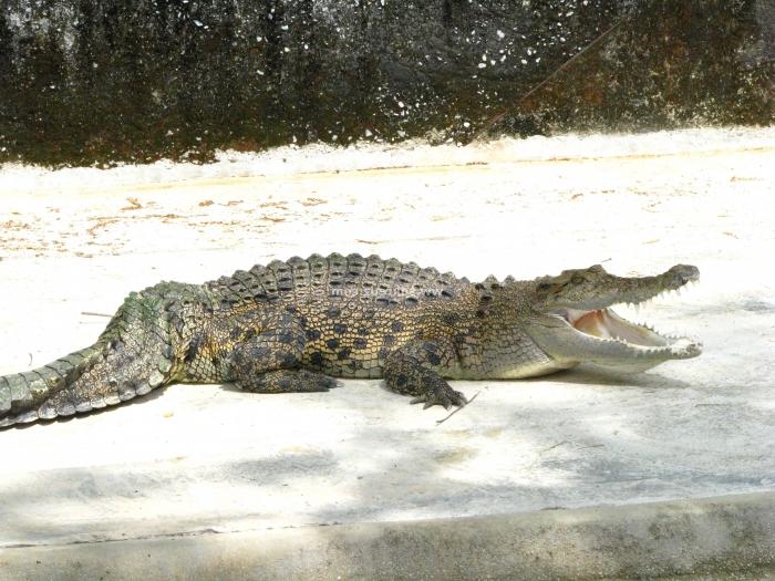 Kaj sanja o krokodilu