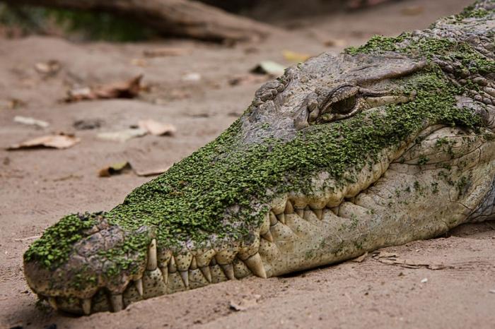 V sanjah krokodila