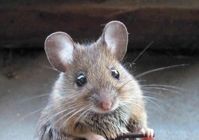 zašto san o mišu
