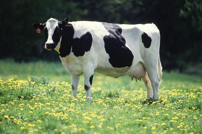 Zakaj sanjati kravo