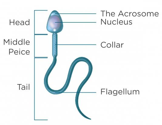 levkociti v spermi