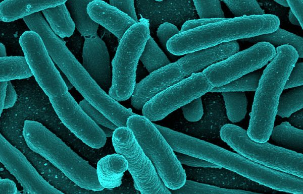 бактерије за циститис