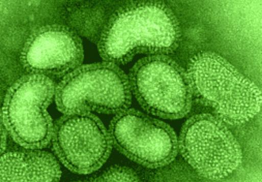 obdobje inkubacije črevesne gripe