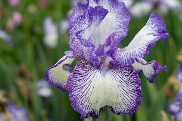Iris květina