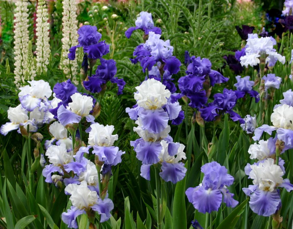 Iris delicati