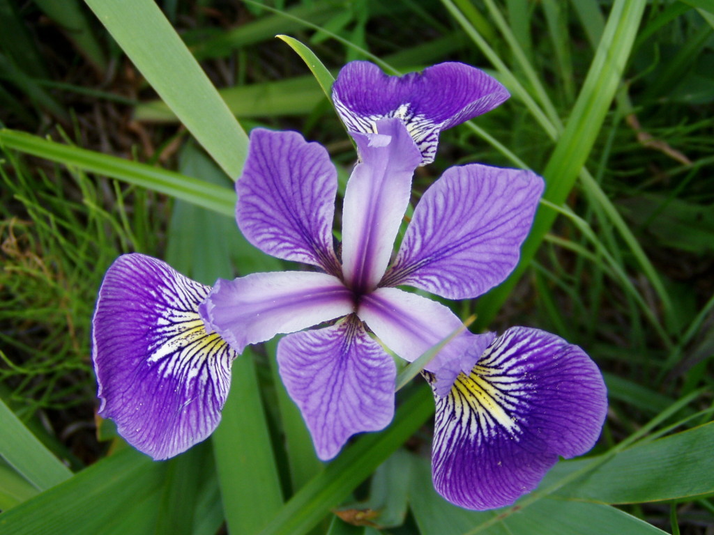 Raznovrstnost irisov socvetja