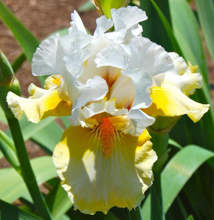 trapianto di iris dopo la fioritura