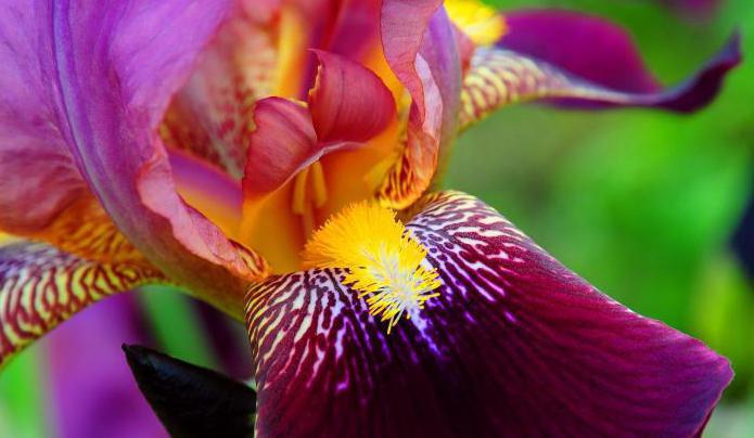 iris rozkvete