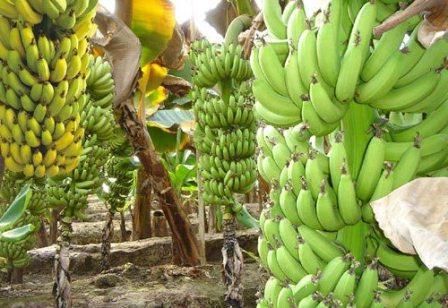 банана је воће или бобице