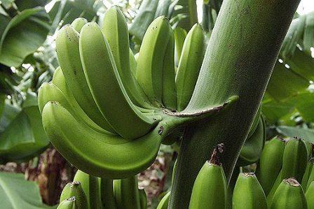 banan jest odpowiedzią na owoce lub jagody