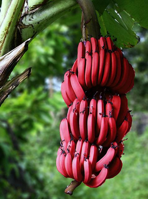banana je sadje ali jagodičje ali trava