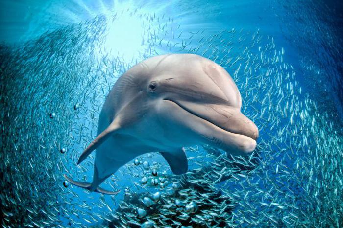 un delfino è un animale o un pesce