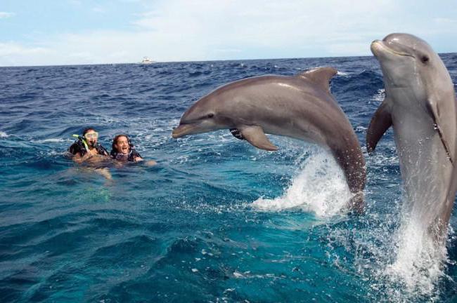 delfín je ryba nebo savec