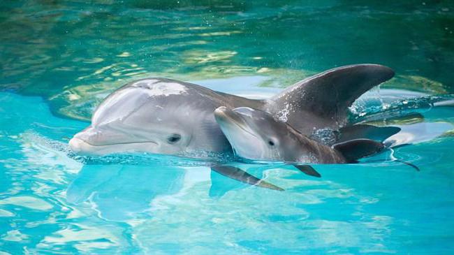 Белият делфин е риба или животно