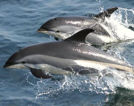 delfín je zvíře nebo ryba