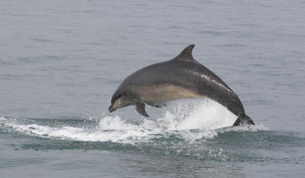 delfin je riba ali žival